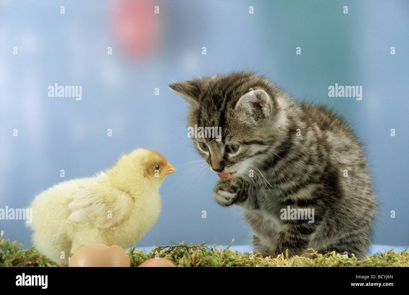 Kitten and chicken online