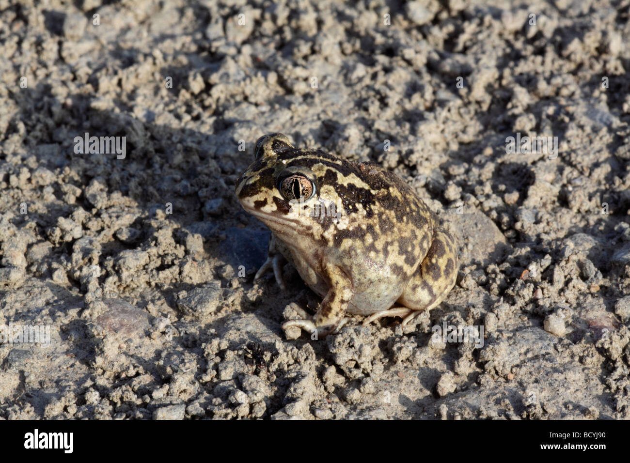 European Spadefoot Toad, Spain Stock Photo
