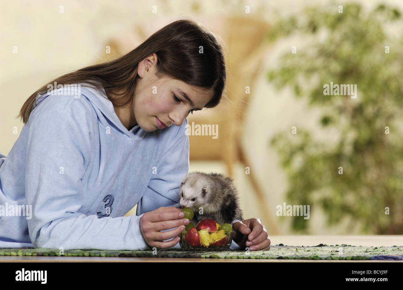 domestic polecat getting food from girl / Mustela putorius f. furo Stock Photo