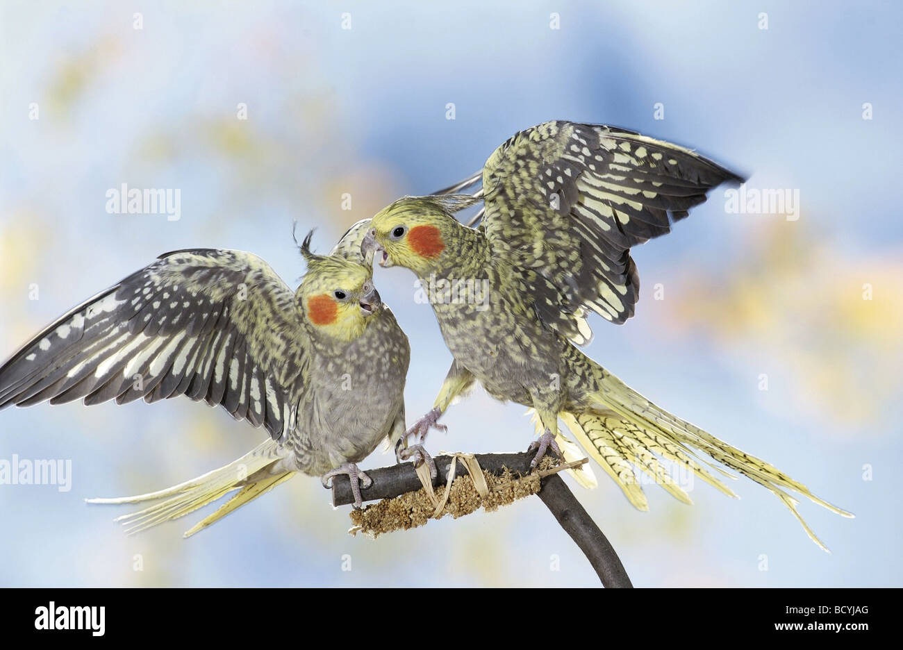 two cockatiels on branch with millet - quarrelling / Nymphicus hollandicus Stock Photo