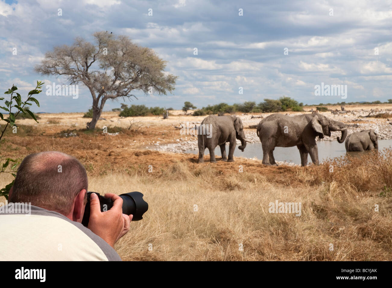 Tourist photographing at Etosha National Park waterhole Namibia Africa Stock Photo