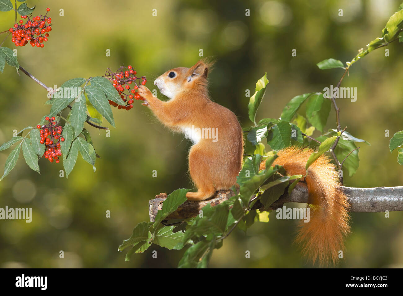 Red Squirrel (Sciurus vulgaris) eating Rowan berries Stock Photo Alamy