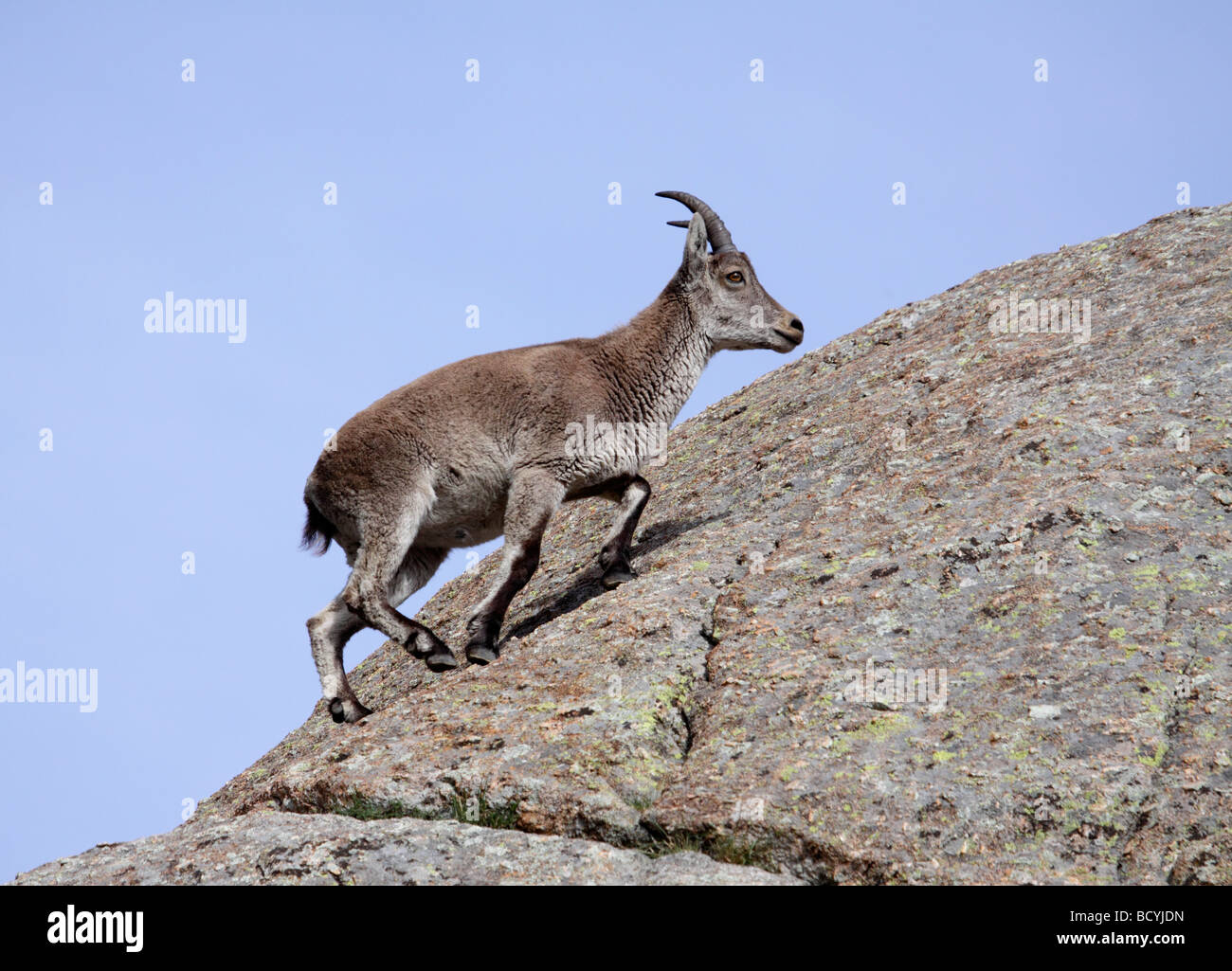 Spanish Ibex, Capra pyrenaica, Sierra de Gredos, Spain Stock Photo