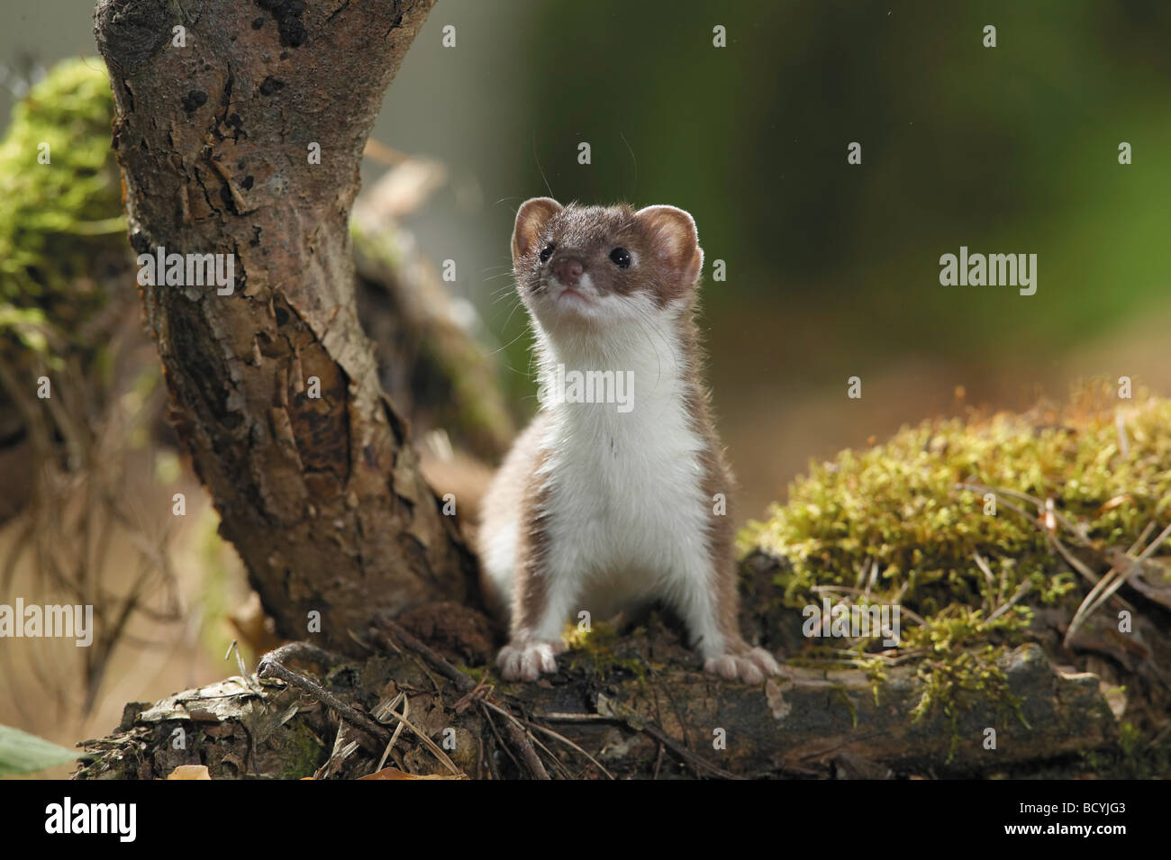 Ermine , Stoat (Mustela erminea) standing on a mossy log Stock Photo