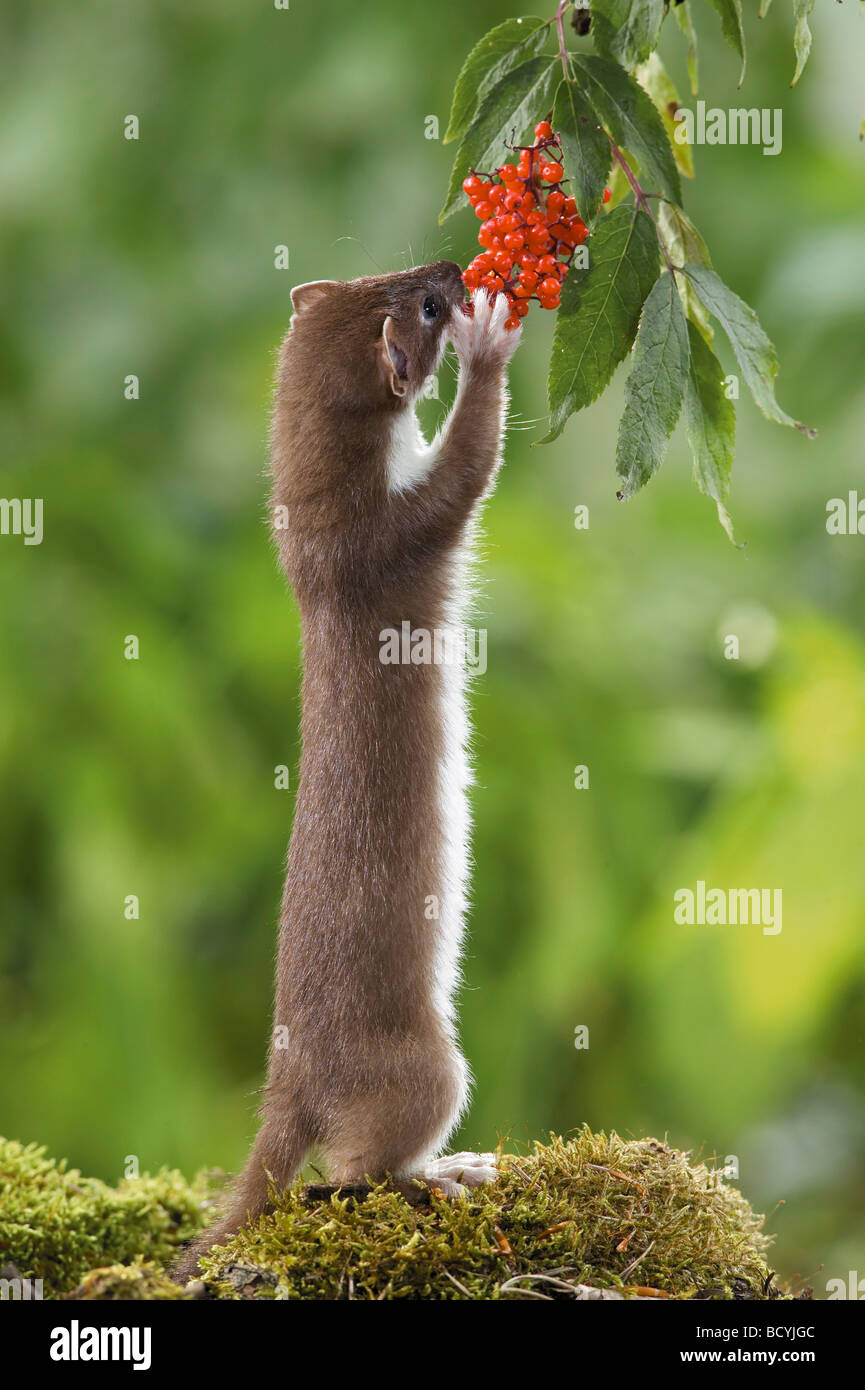 Ermine, Stoat (Mustela erminea) in summer coat standing on its hind legs, reaching out for red berries Stock Photo