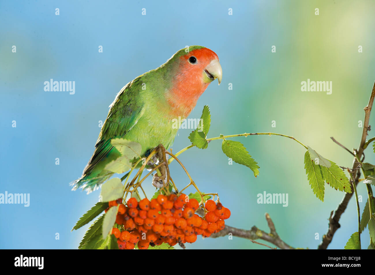 peach-faced lovebird on branch at fruits / Agapornis roseicollis Stock Photo