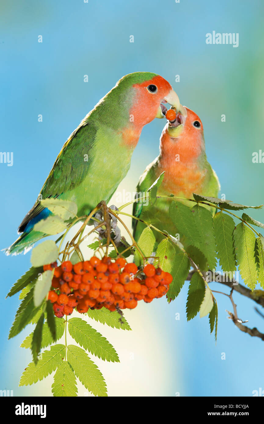 two peach-faced lovebirds at fruits / berries / Agapornis roseicollis Stock Photo