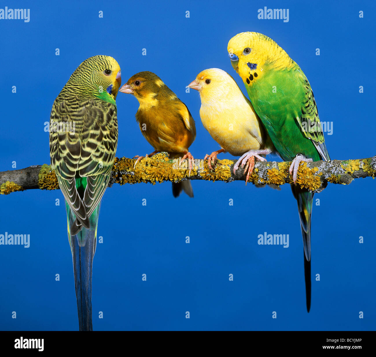 two parakeets and two canaries on branch / Melopsittacus undulatus Serinus canaria Stock Photo