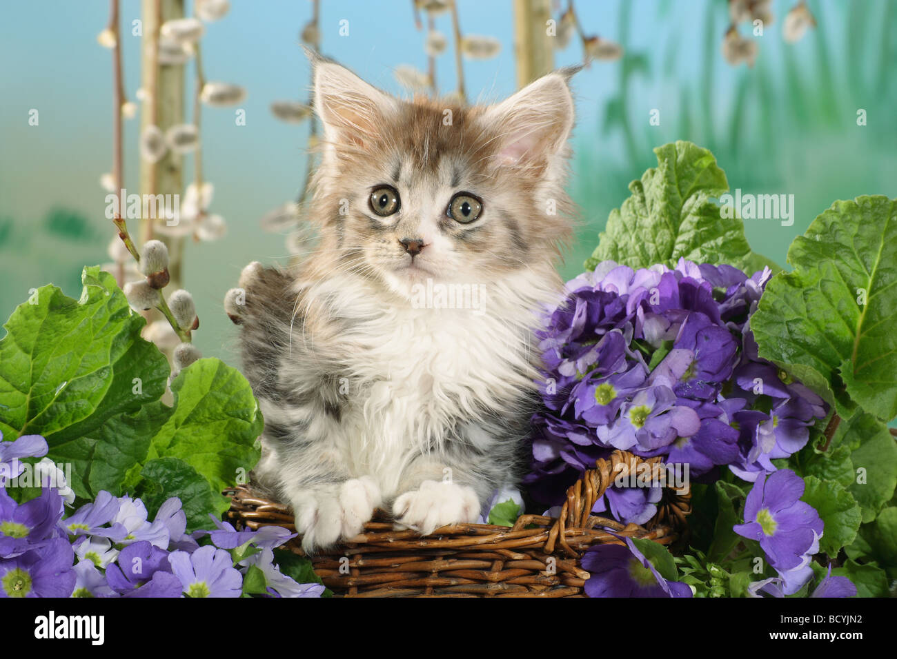 Maine Coon cat kitten in basket Stock Photo Alamy