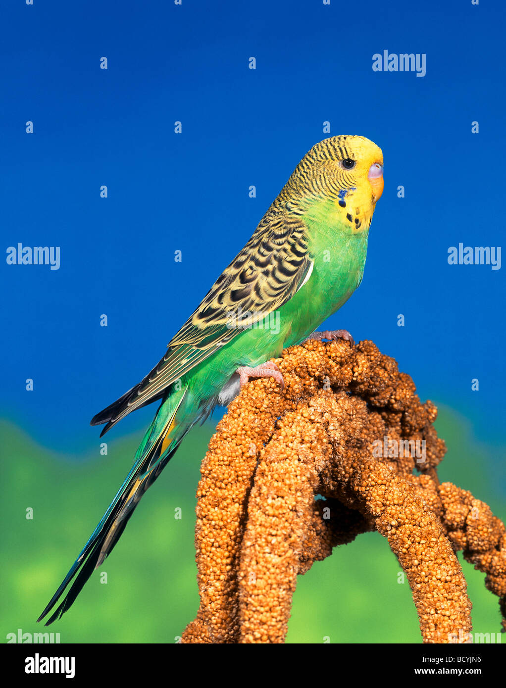 Ornamental millet hires stock photography and images Alamy