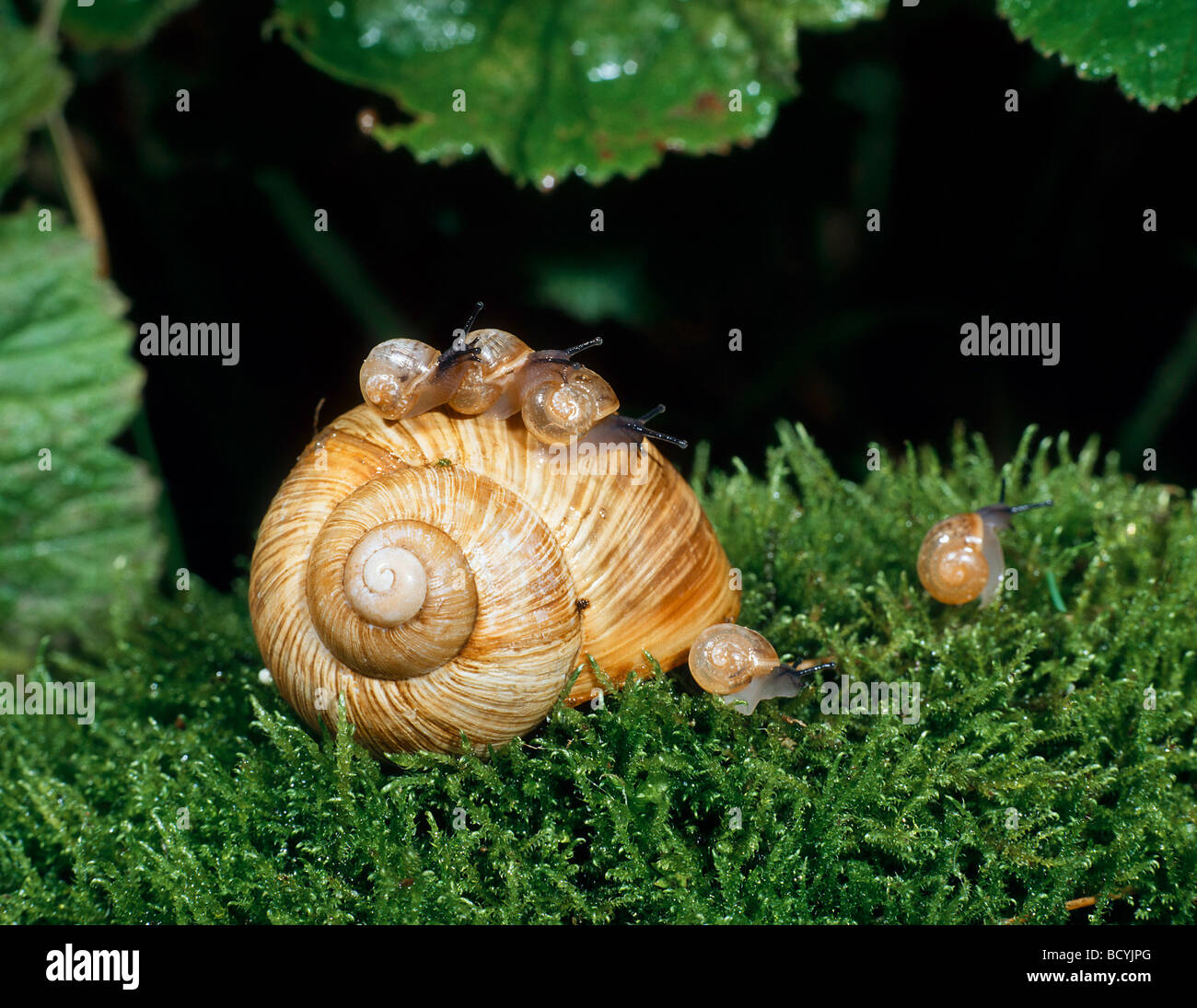 Roman Snail / escargot with five babys on snailshell / Helix pomatia