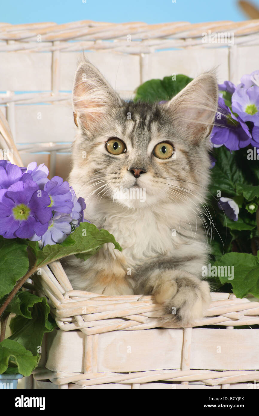 Maine Coon cat in basket Stock Photo Alamy
