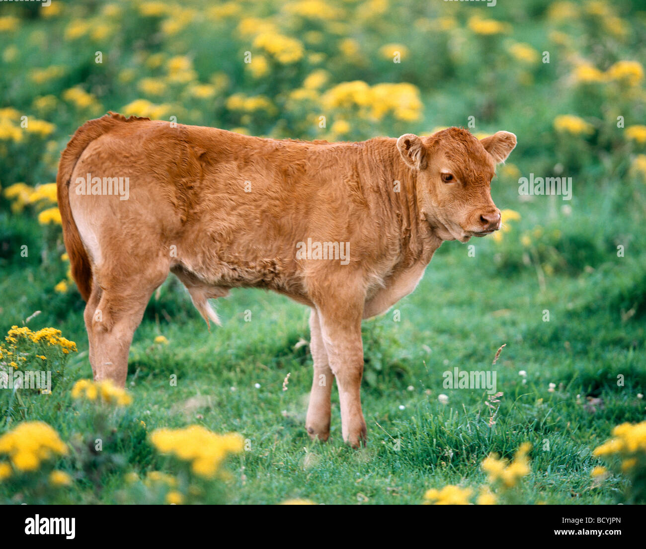 calf standing on meadow Stock Photo - Alamy