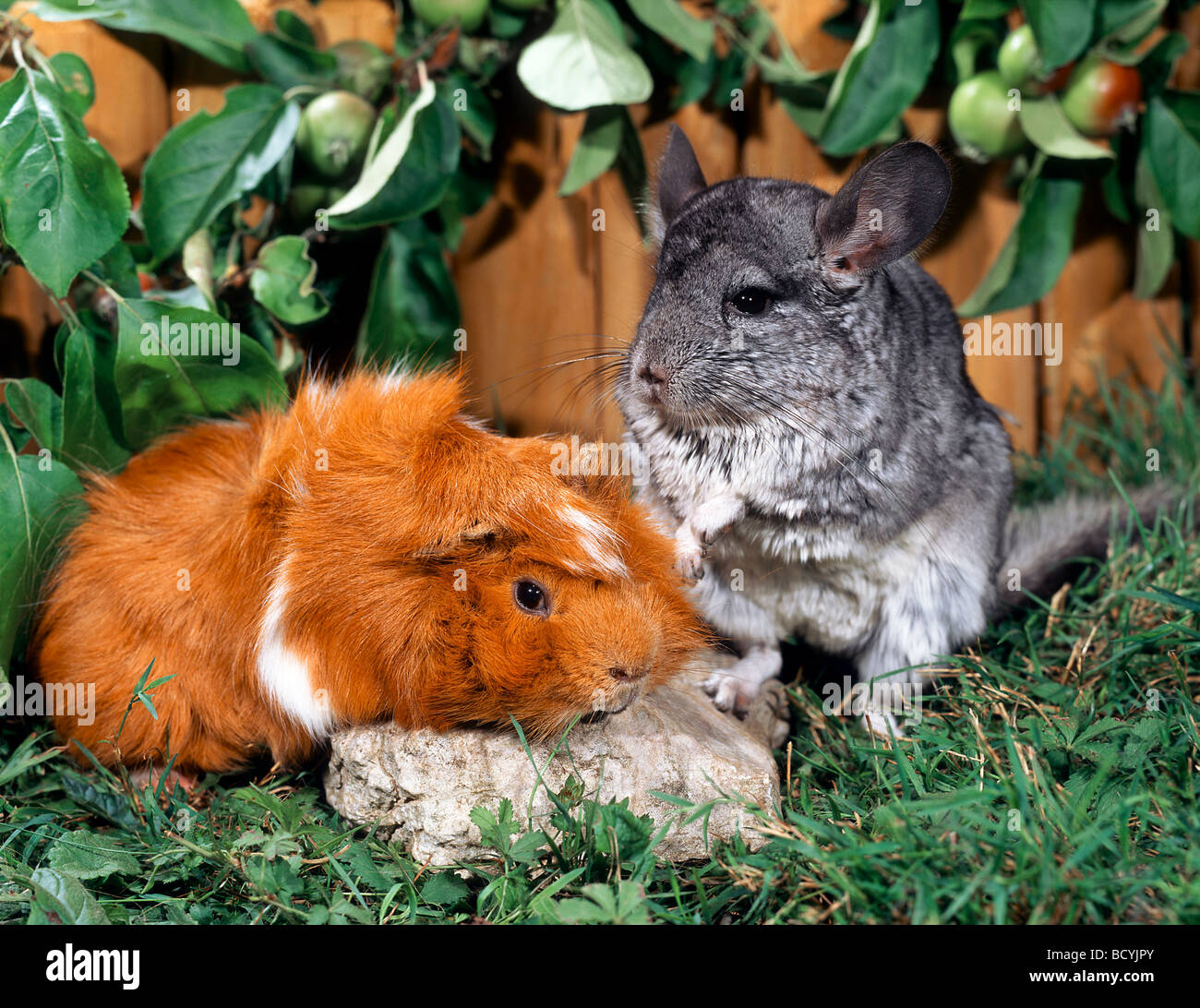 Animal friendship : chinchilla and cavie , guinea pig Stock Photo