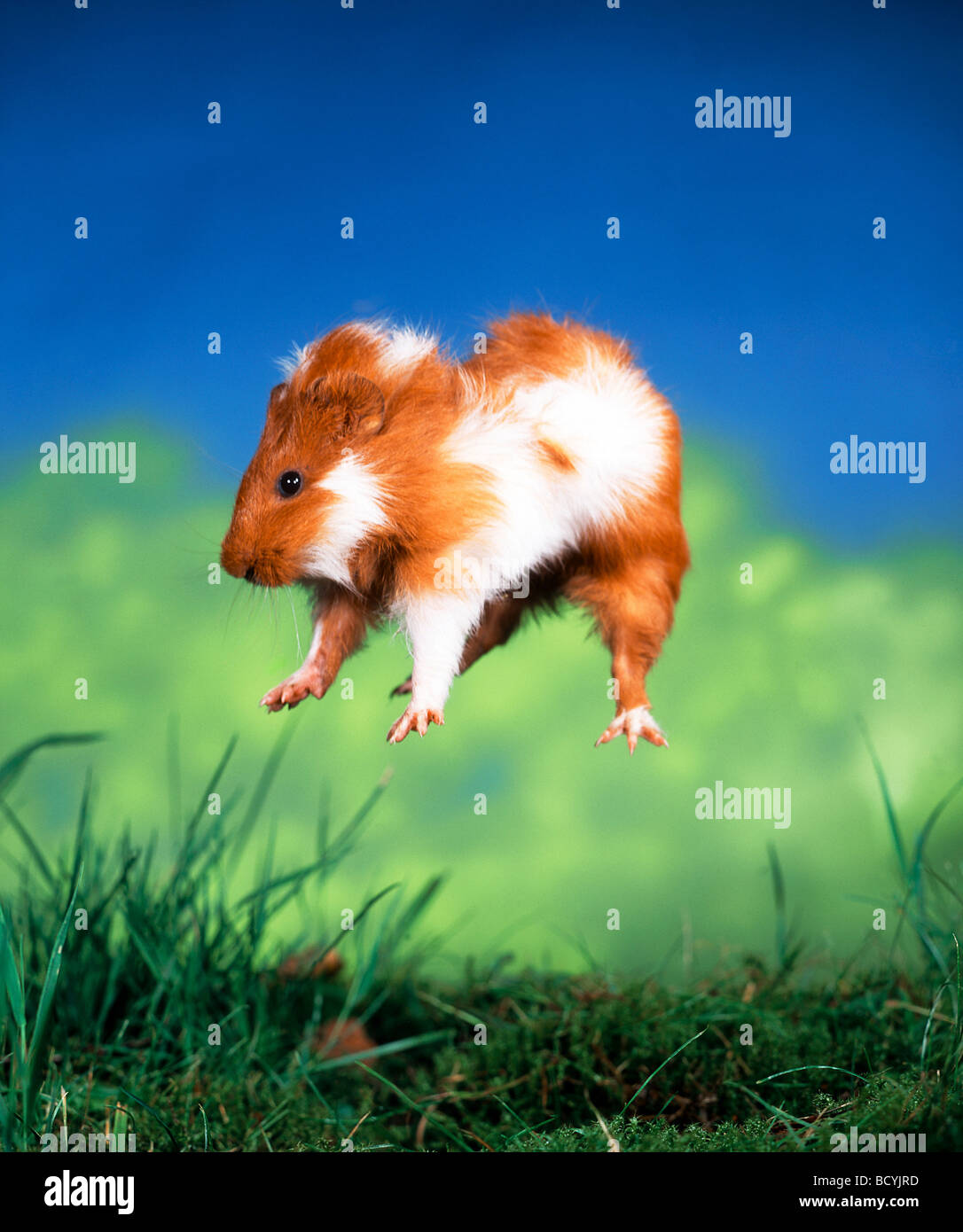 Guinea pig (Cavia porcellus forma domestica). Young jumping high in the air Stock Photo