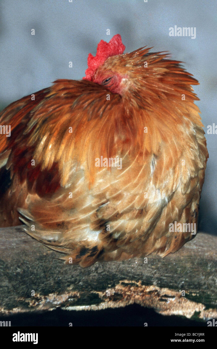 Domestic chicken. Hen sleeping on a branch Stock Photo 25193723 Alamy