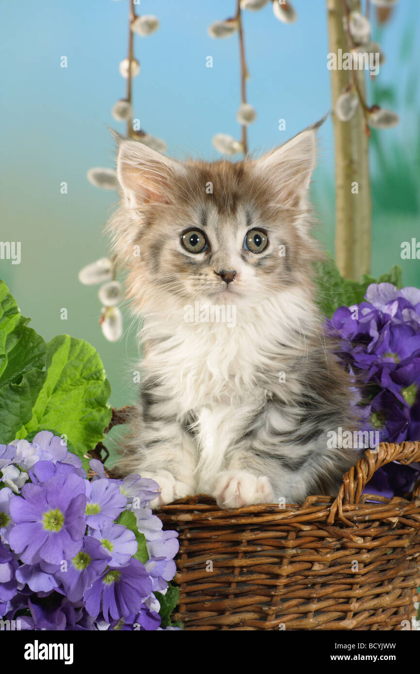 Maine Coon cat kitten in basket Stock Photo Alamy