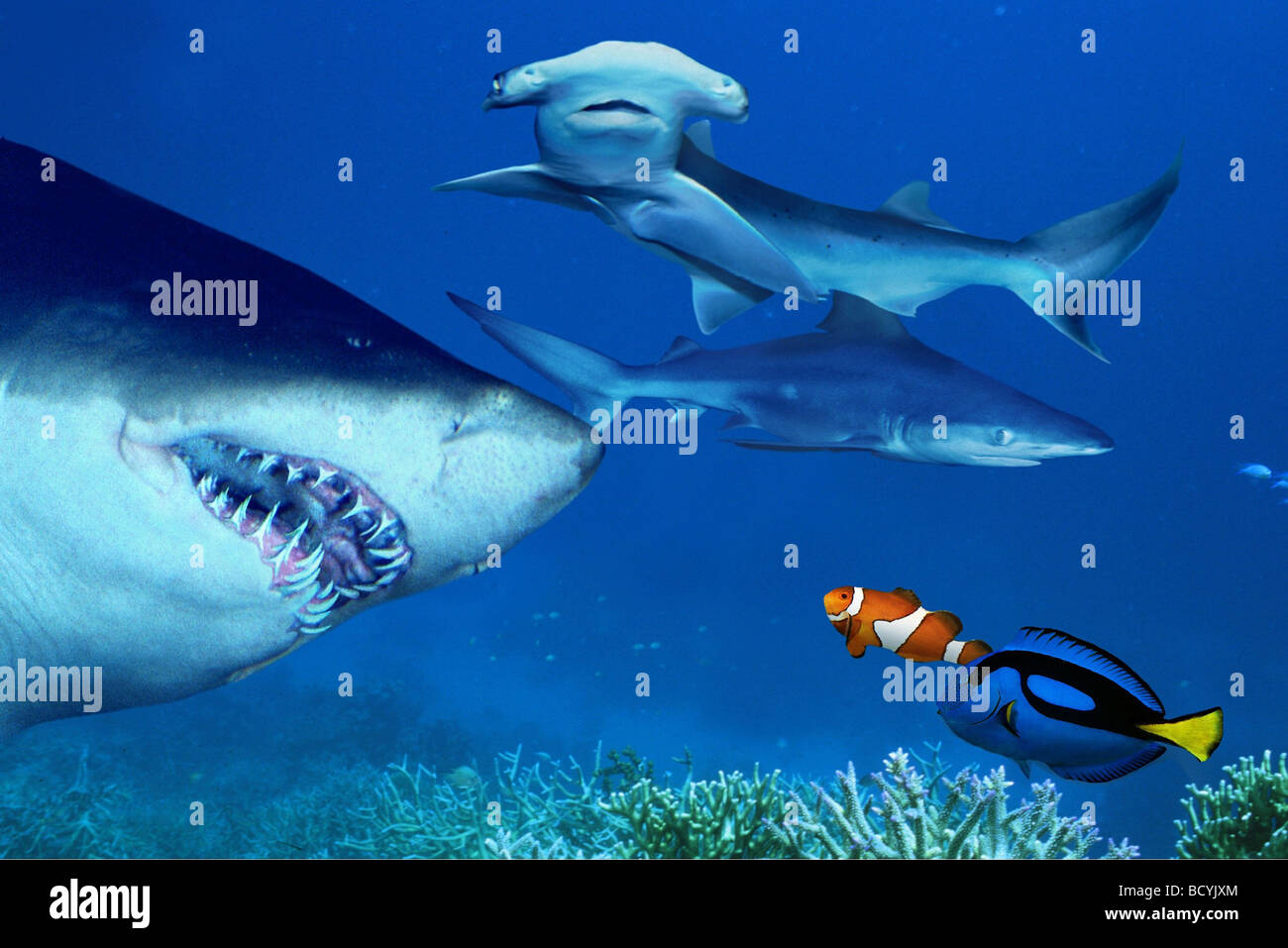 Clownfish Stock Photo - Alamy