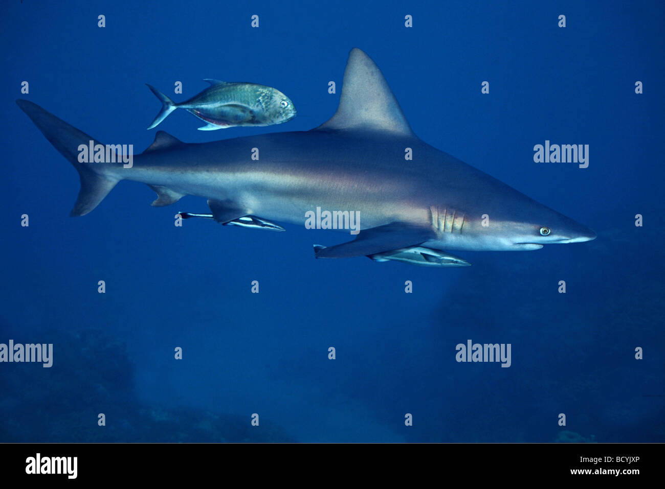 shortfin mako mako shark / Isurus oxyrinchus , oxyrhynchus , glaucus Stock Photo