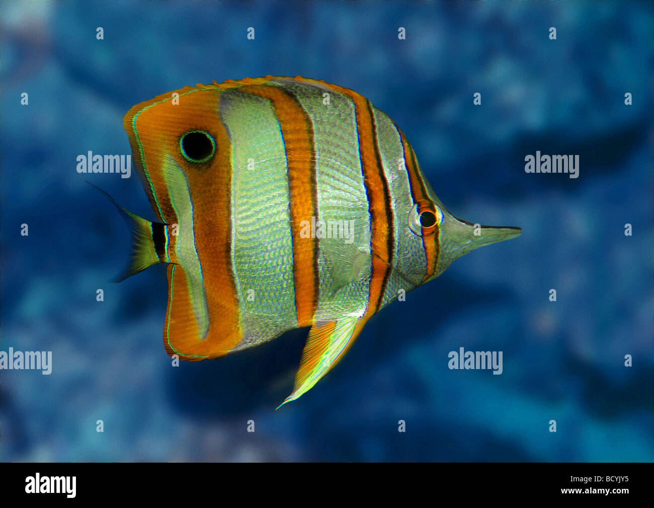 Copperband butterflyfish (Chelmon rostratus Stock Photo - Alamy