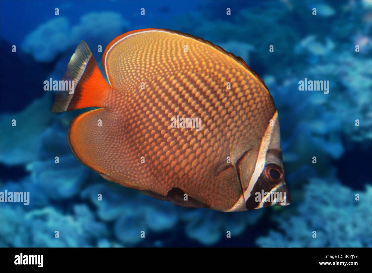 Redtail Butterflyfish (Chaetodon collare) in a reef Stock Photo