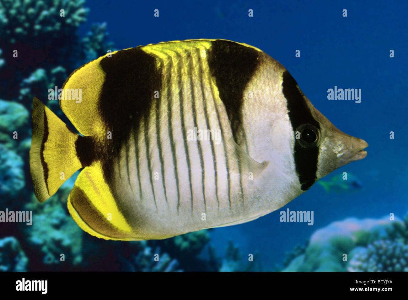 Blackwedged butterflyfish (Chaetodon falcula). Adult under water Stock Photo