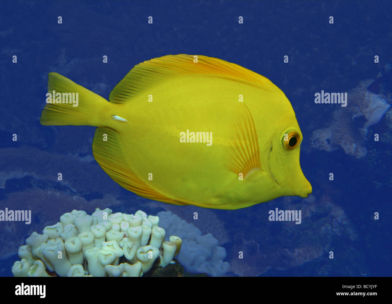 olive surgeonfish / Acanthurus olivaceus Stock Photo