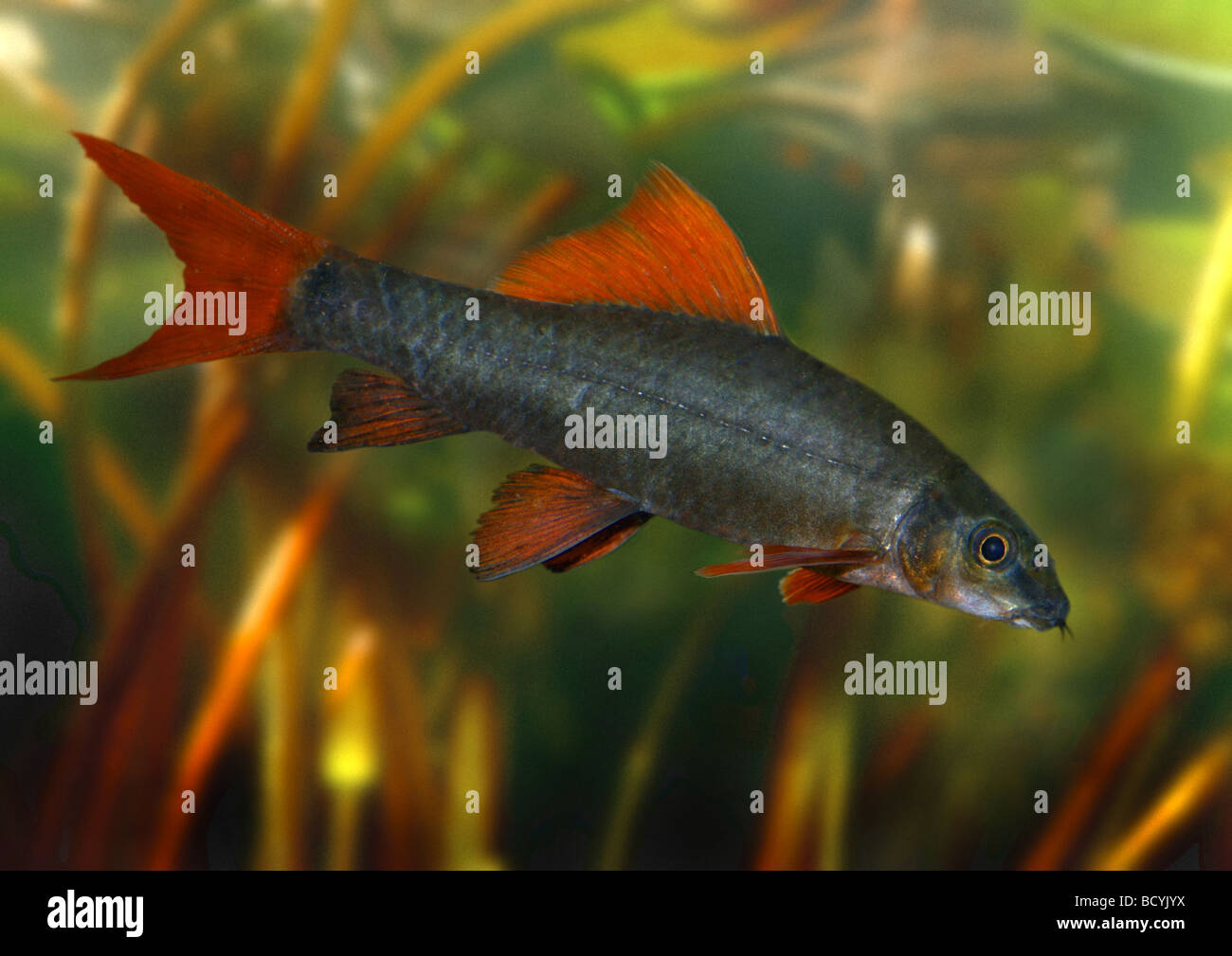 redtail sharkminnow red-tailed black shark / labeo bicolor Stock Photo