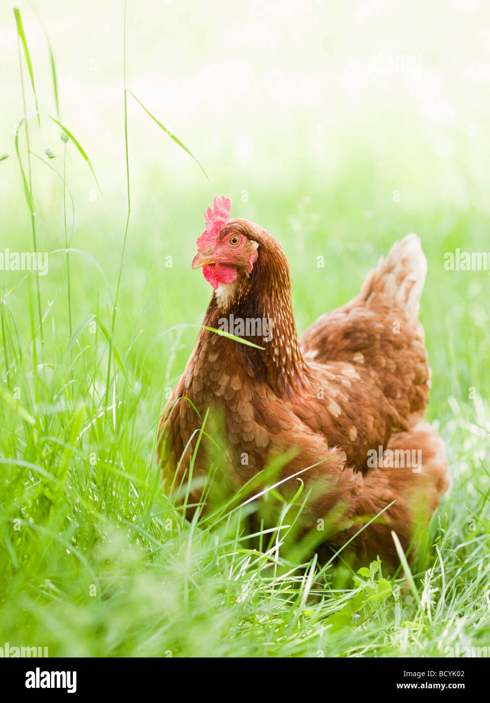 Chicken in Meadow Stock Photo