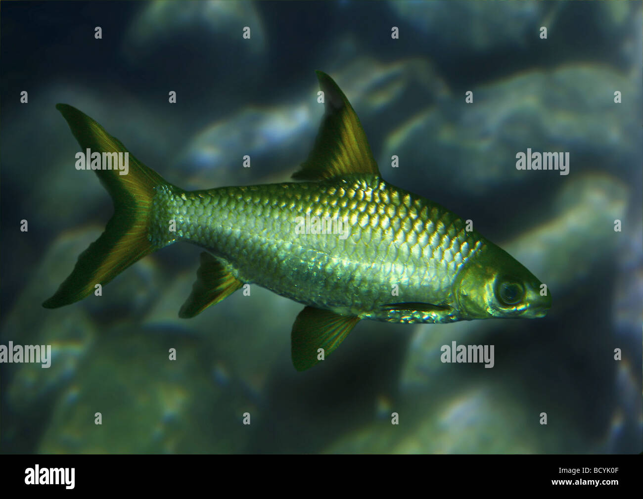 Bala shark hires stock photography and images Alamy