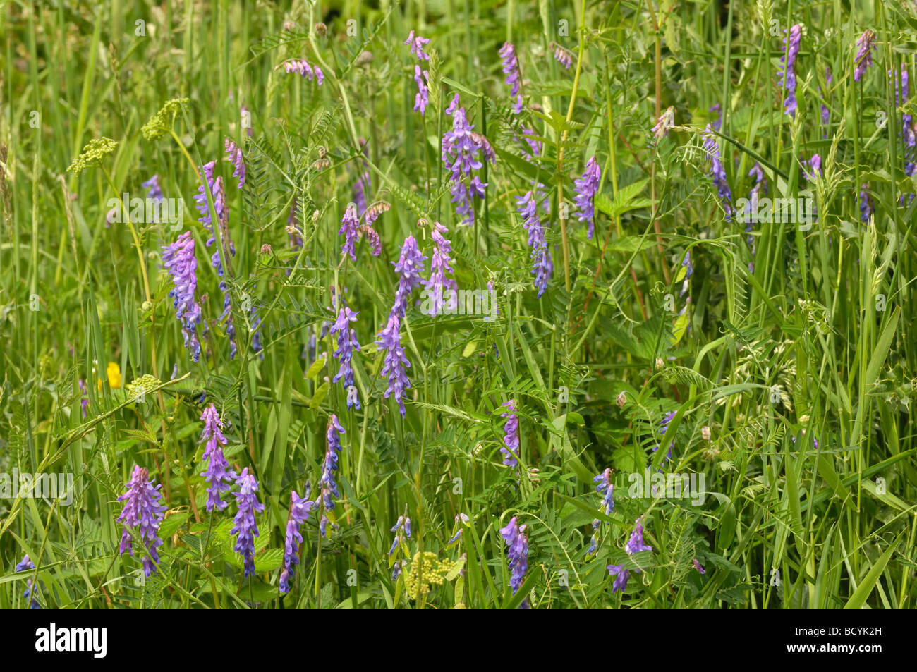 Tufted Vetch, vicia cracca, wildflower, Fleet Valley, Dumfries & Galloway, Scotland Stock Photo