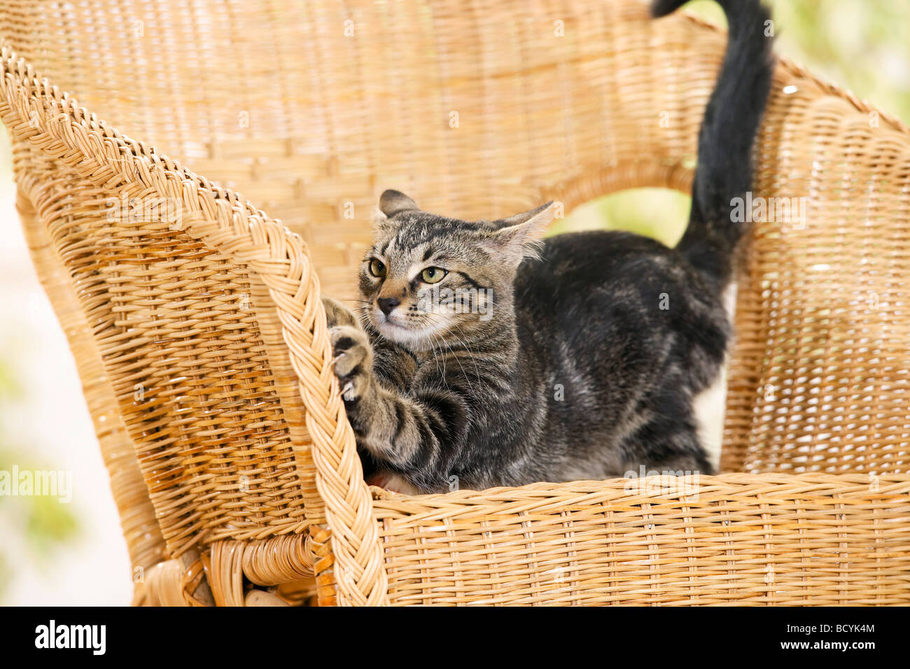 Bad habit cat sharpening claws on cane chair, scratching post missing