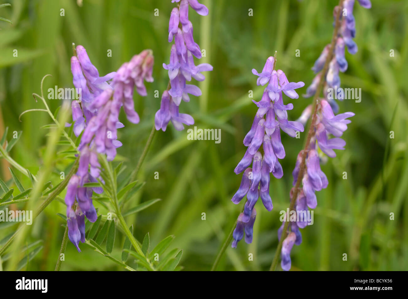 Tufted Vetch, vicia cracca, wildflower, Fleet Valley, Dumfries & Galloway, Scotland Stock Photo