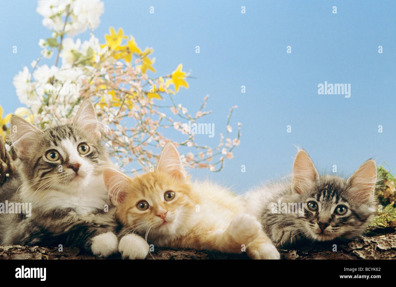 three young Norwegian Forest cats - lying Stock Photo