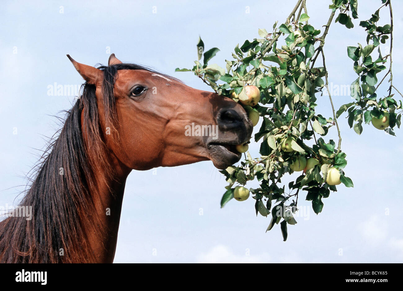 Horse eating apple hires stock photography and images Alamy