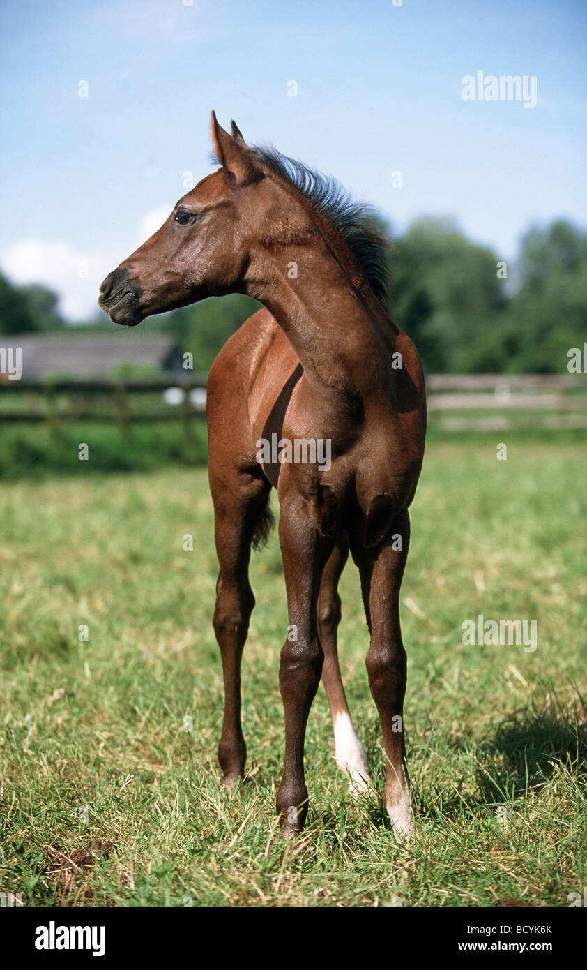 Arabian Berber Horse High Resolution Stock Photography and Images - Alamy