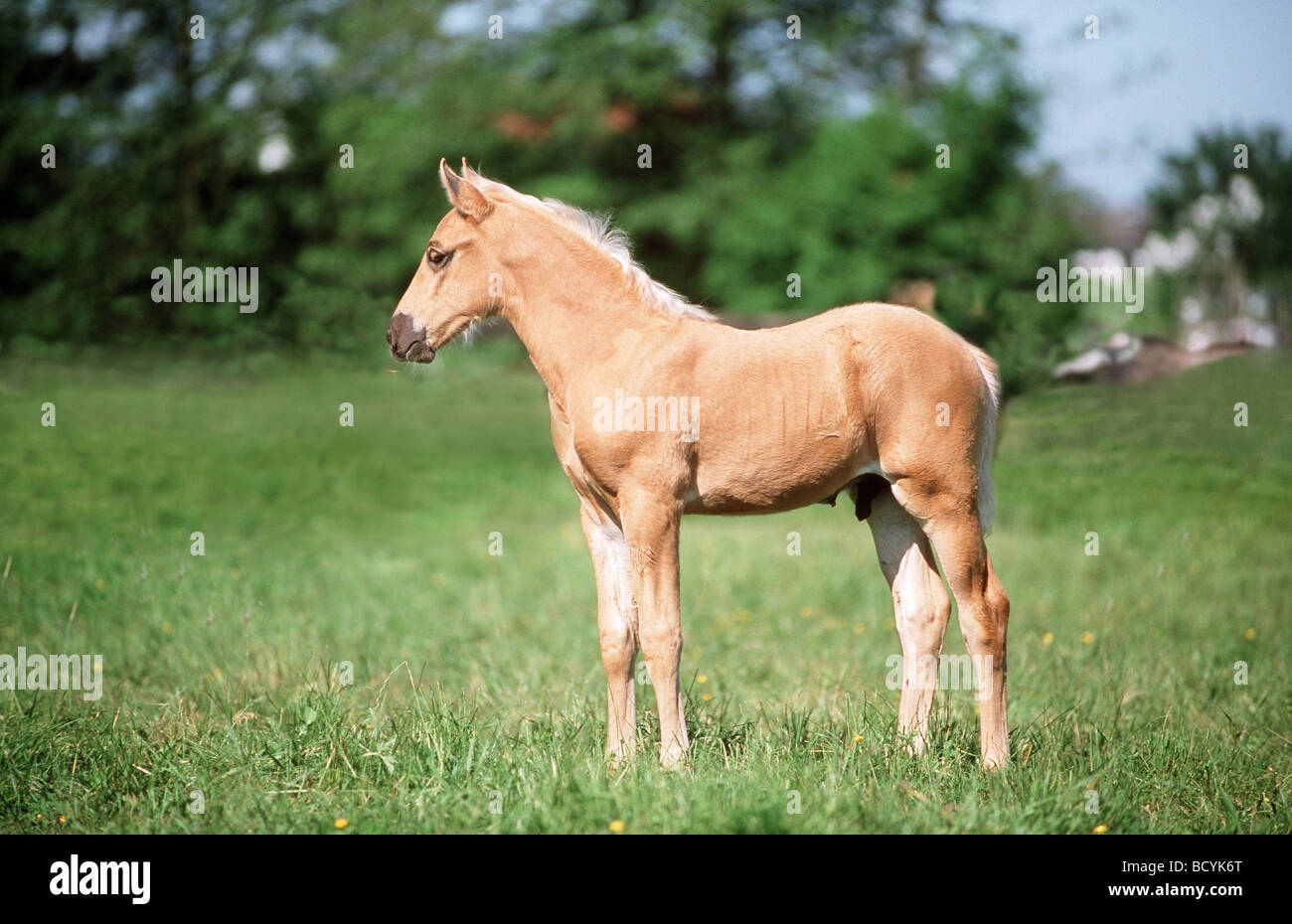 arabian Berber horse Stock Photo - Alamy