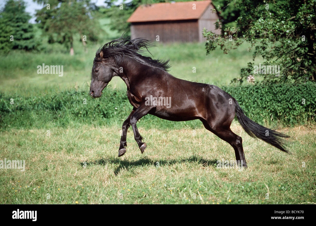 arabian Berber horse Stock Photo - Alamy
