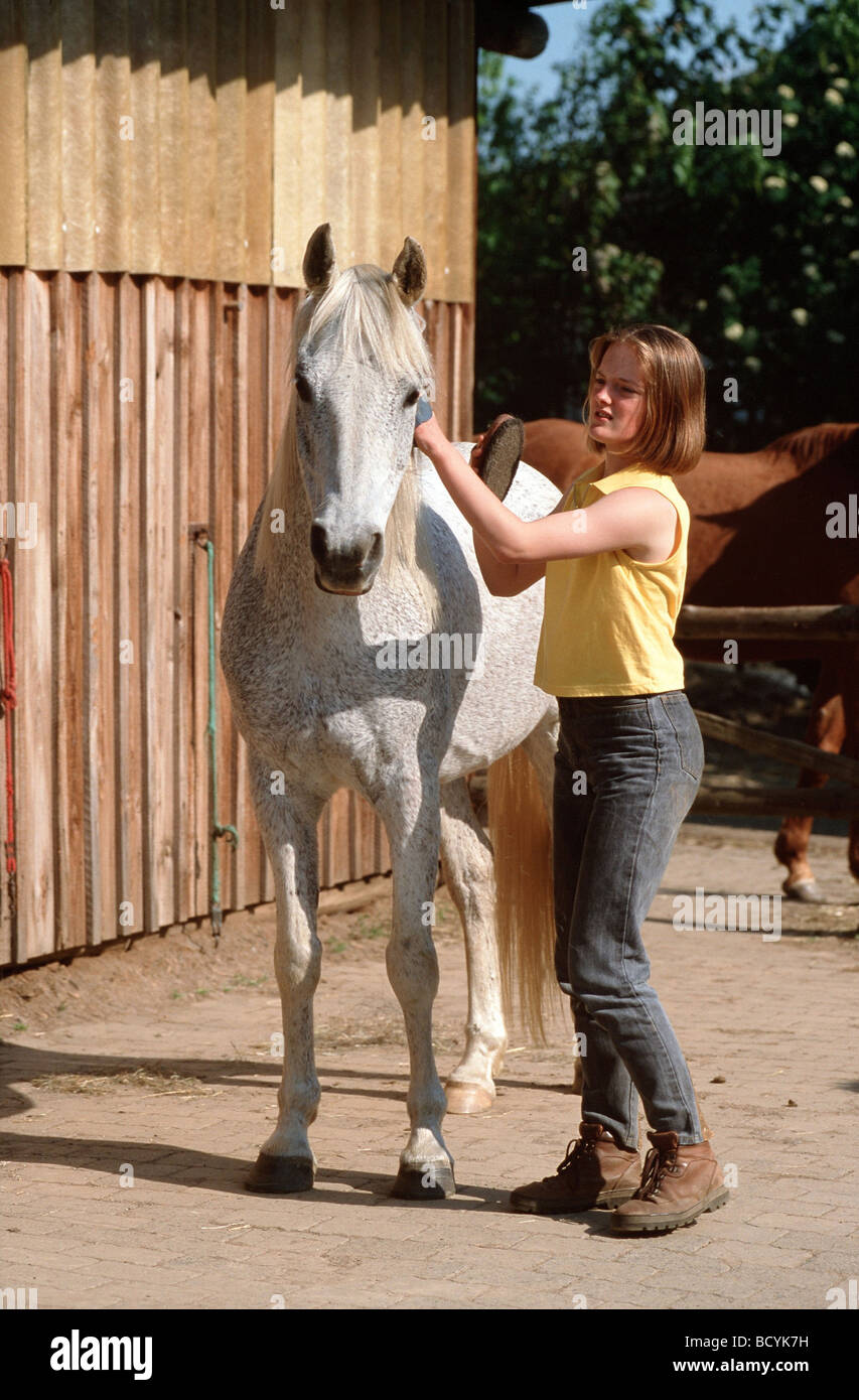 thoroughbred Arabian horse being brushed Stock Photo Alamy
