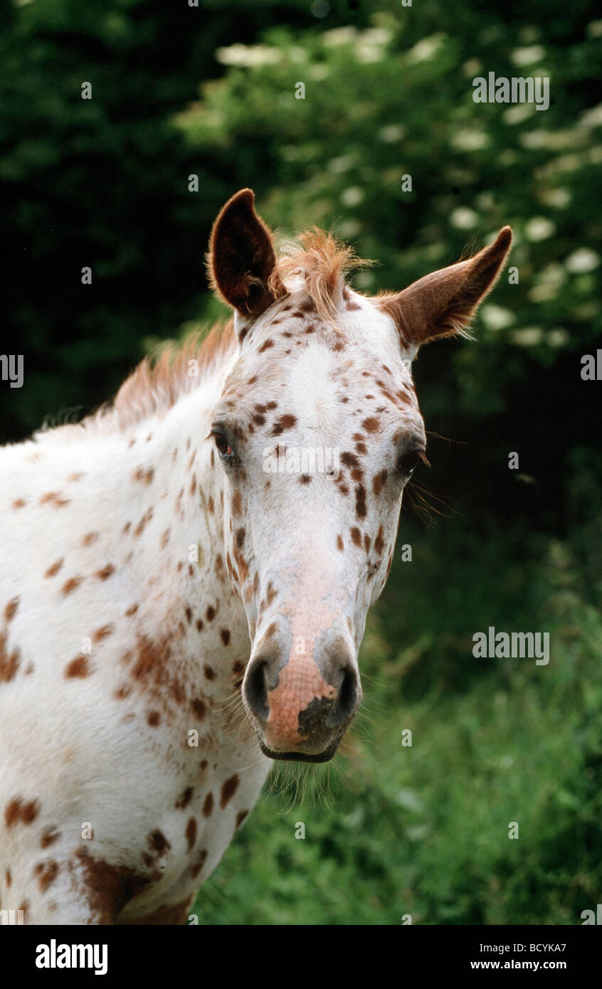 Stock Horse Stallion, Bay Appaloosa