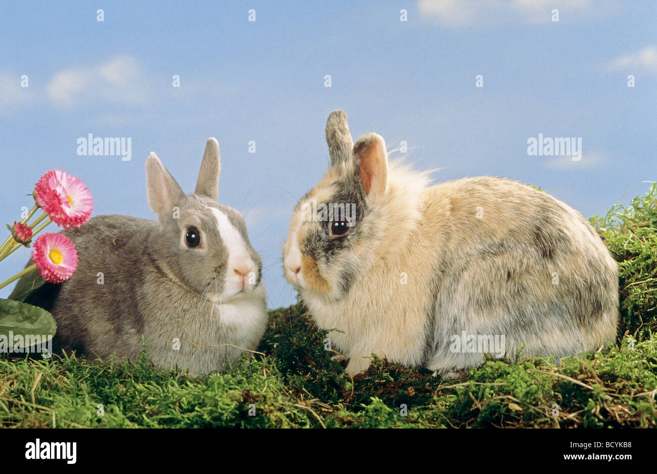 Dwarf Rabbits Two two young dwarf rabbits - sitting on moss Stock Photo - Alamy