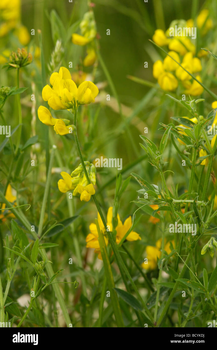 Meadow Vetchling, lathyrus pratensis, wildflower, Fleet Valley, Dumfries & Galloway, Scotland Stock Photo