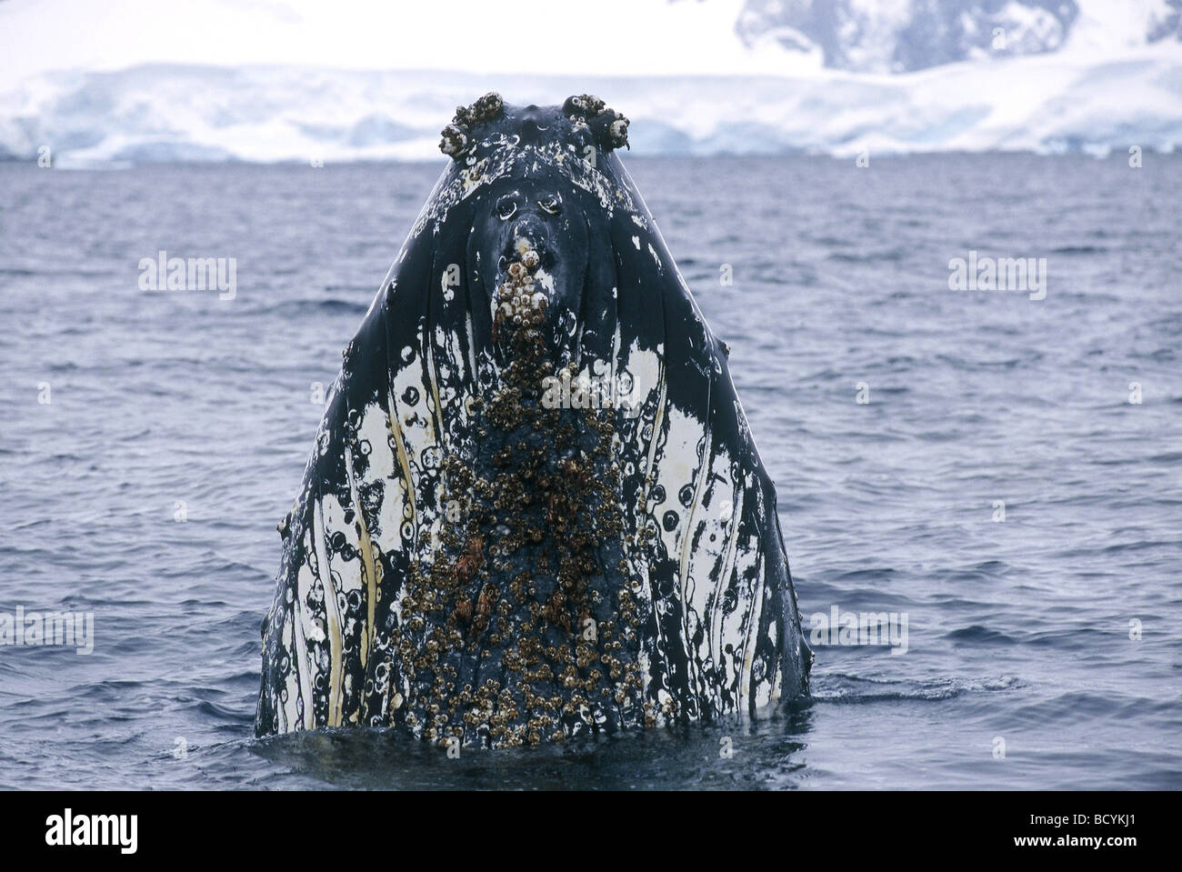 Megaptera humpback whale / Megaptera novaeangliae Stock Photo - Alamy