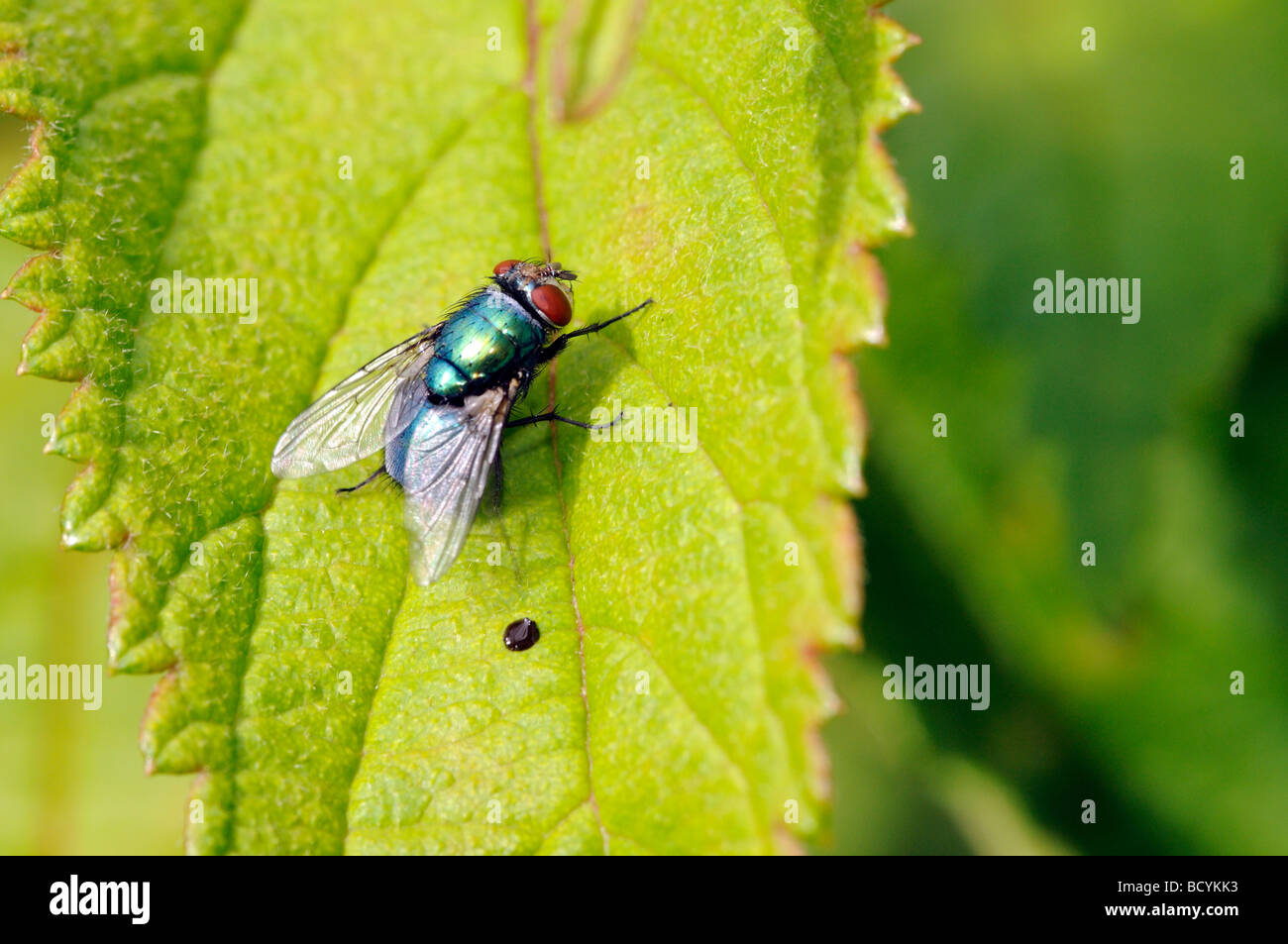 Blowfly sitting on a plant leaf Stock Photo