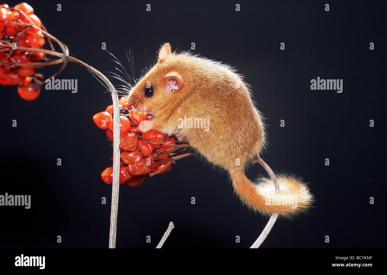 common dormouse , hazel mouse / Muskaridinus avellanarius Stock Photo