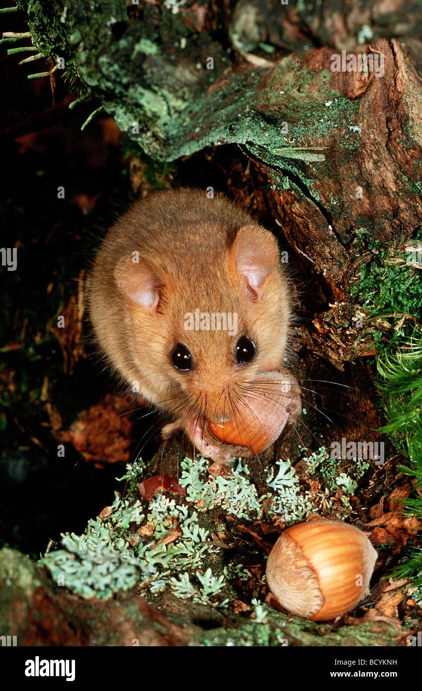 Hazelnut food for dormice hires stock photography and images Alamy