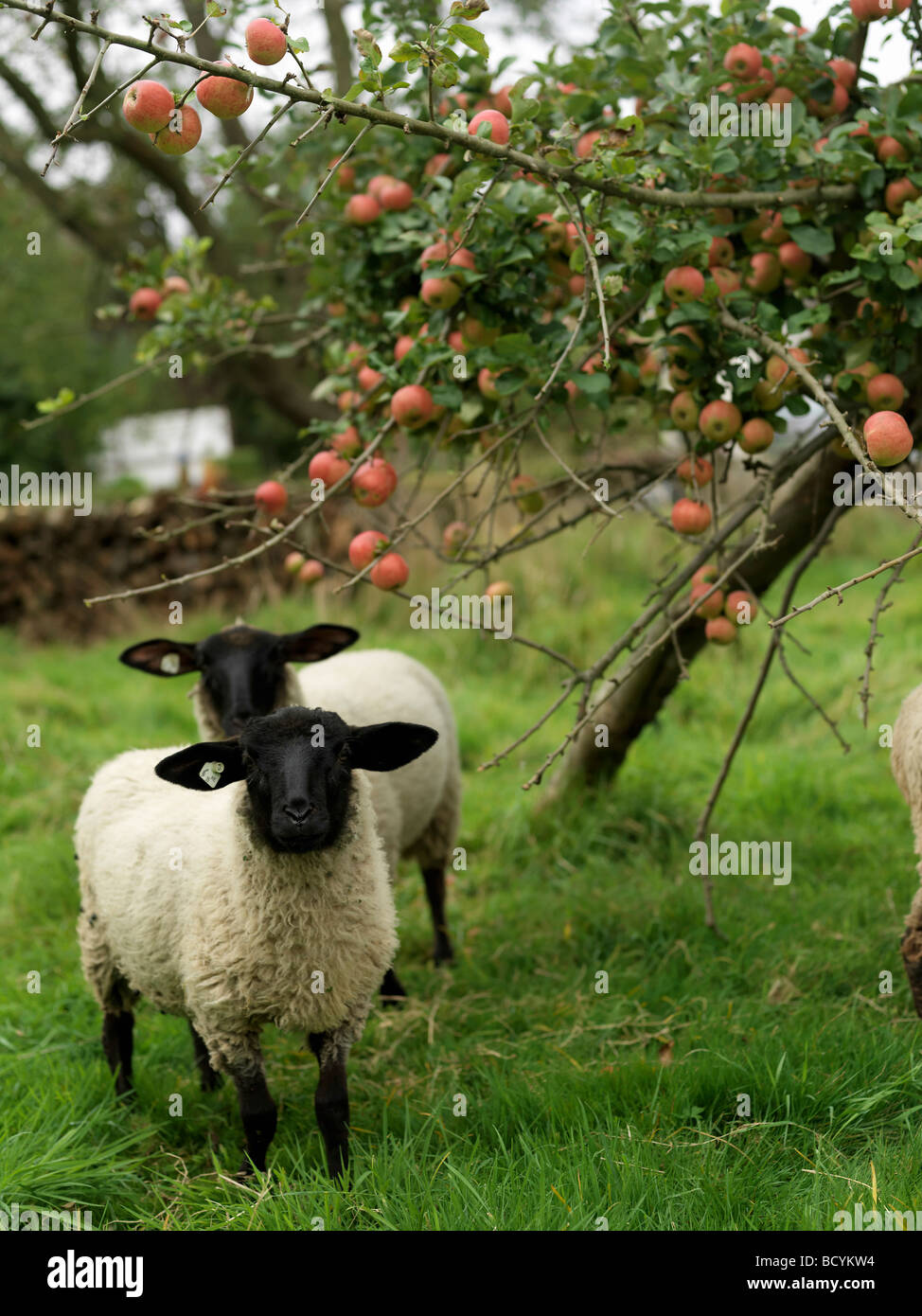 Sheep under apple tree Stock Photo