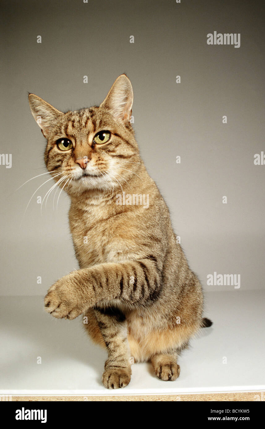 domestic cat lifting paw Stock Photo Alamy