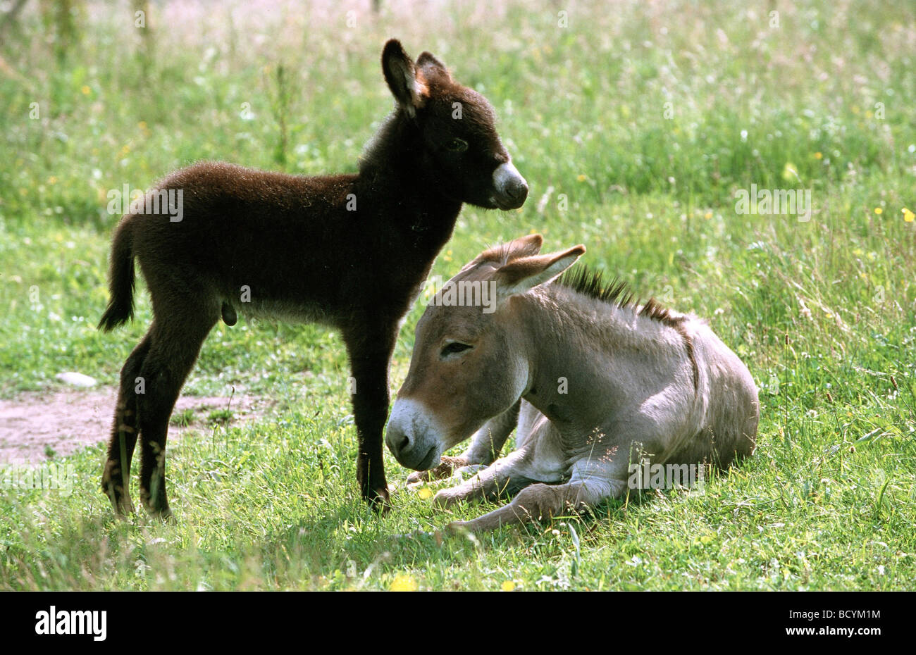 donkey - mare with foal Stock Photo - Alamy