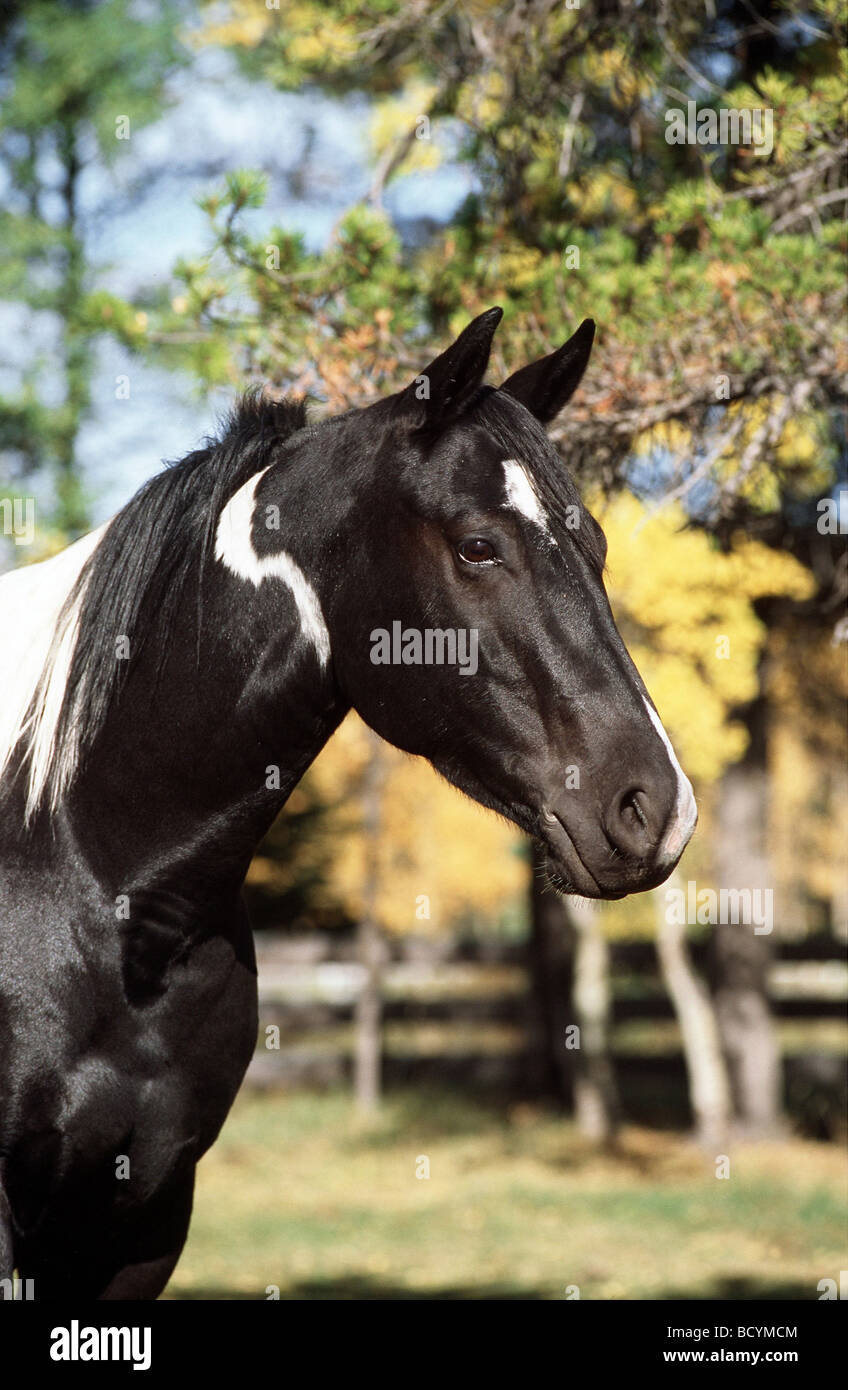 Paint Horse / Canadian Pinto Portrait Stock Photo Alamy